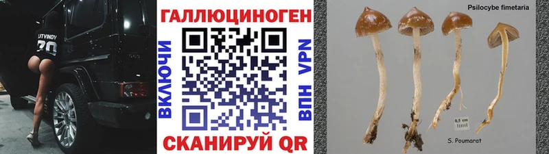 как найти   Пойковский  Псилоцибиновые грибы ЛСД 